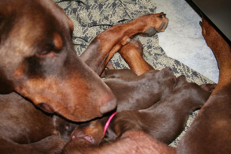 red and rust doberman pups tail dock and dew claw removal