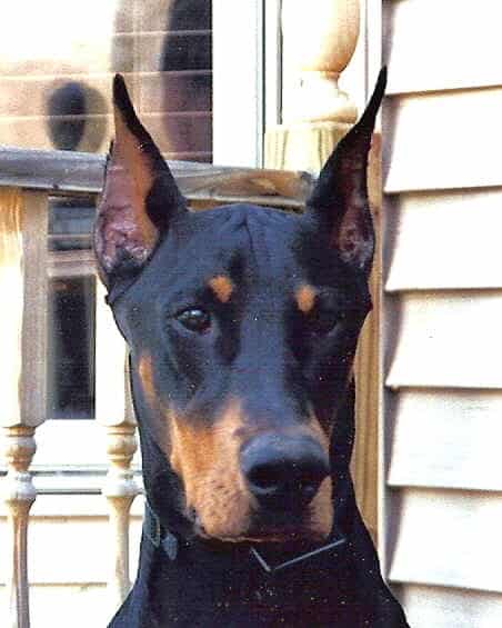 Adult Doberman Male