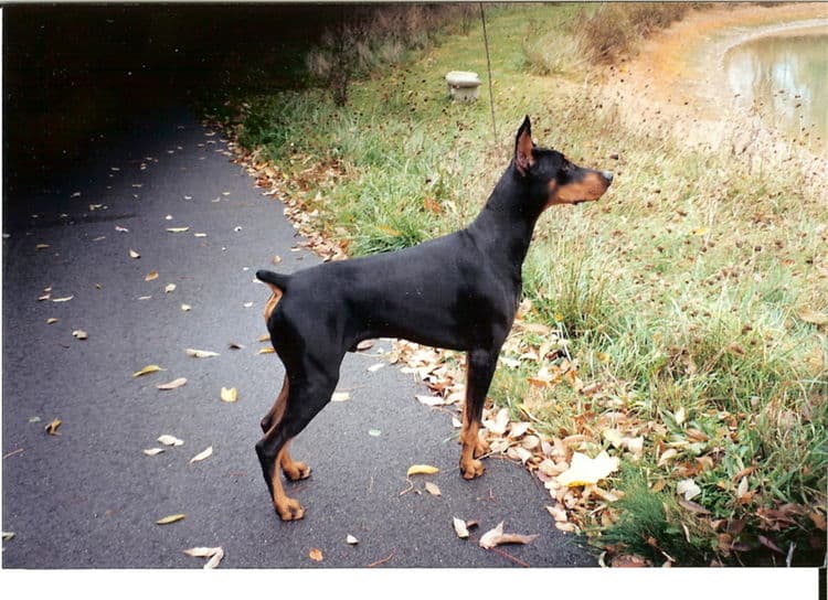 Adult Doberman Male