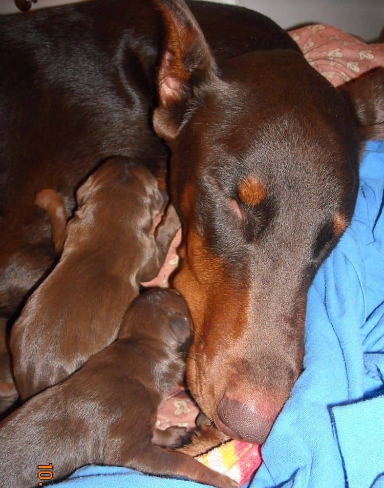 1 day old doberman puppies red and rust