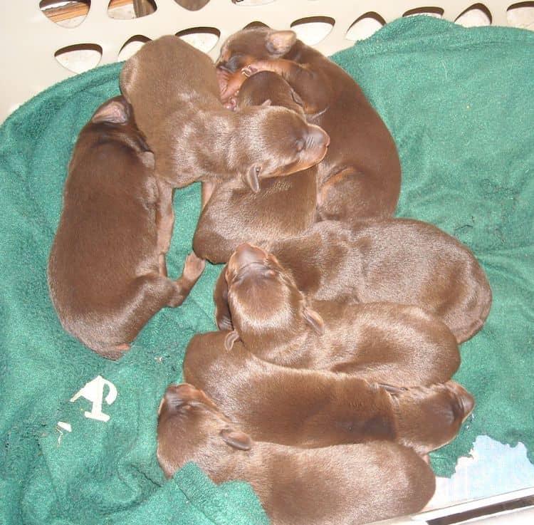 days old doberman puppies red and rust