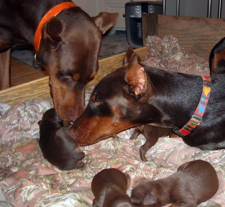 1 week old doberman puppies red and rust