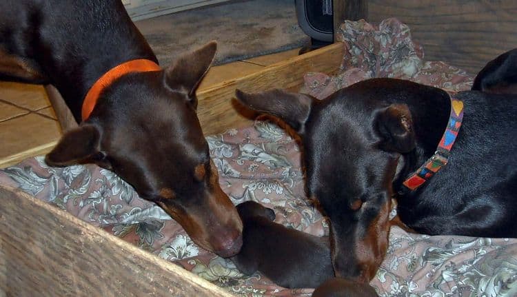 1 week old doberman puppies red and rust