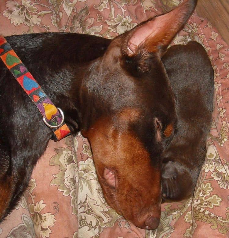 1 week old doberman puppies red and rust