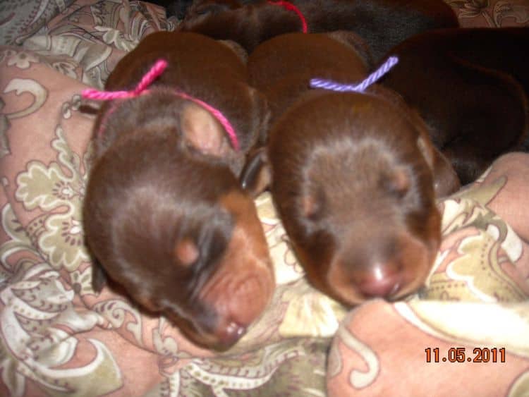 1 week old doberman puppies red and rust