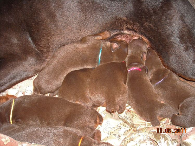 1 week old doberman puppies red and rust