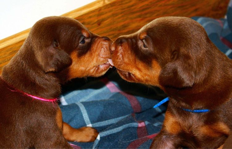 3 week old doberman puppies red and rust