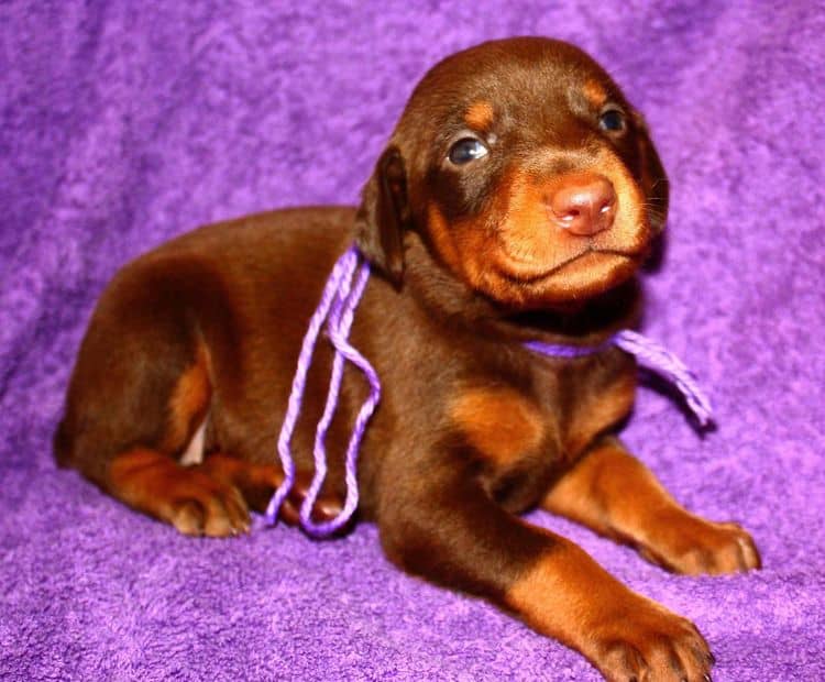 3 week old female doberman puppy red and rust