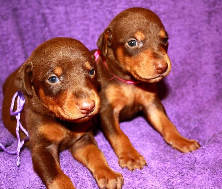 3 week old female doberman puppies red and rust