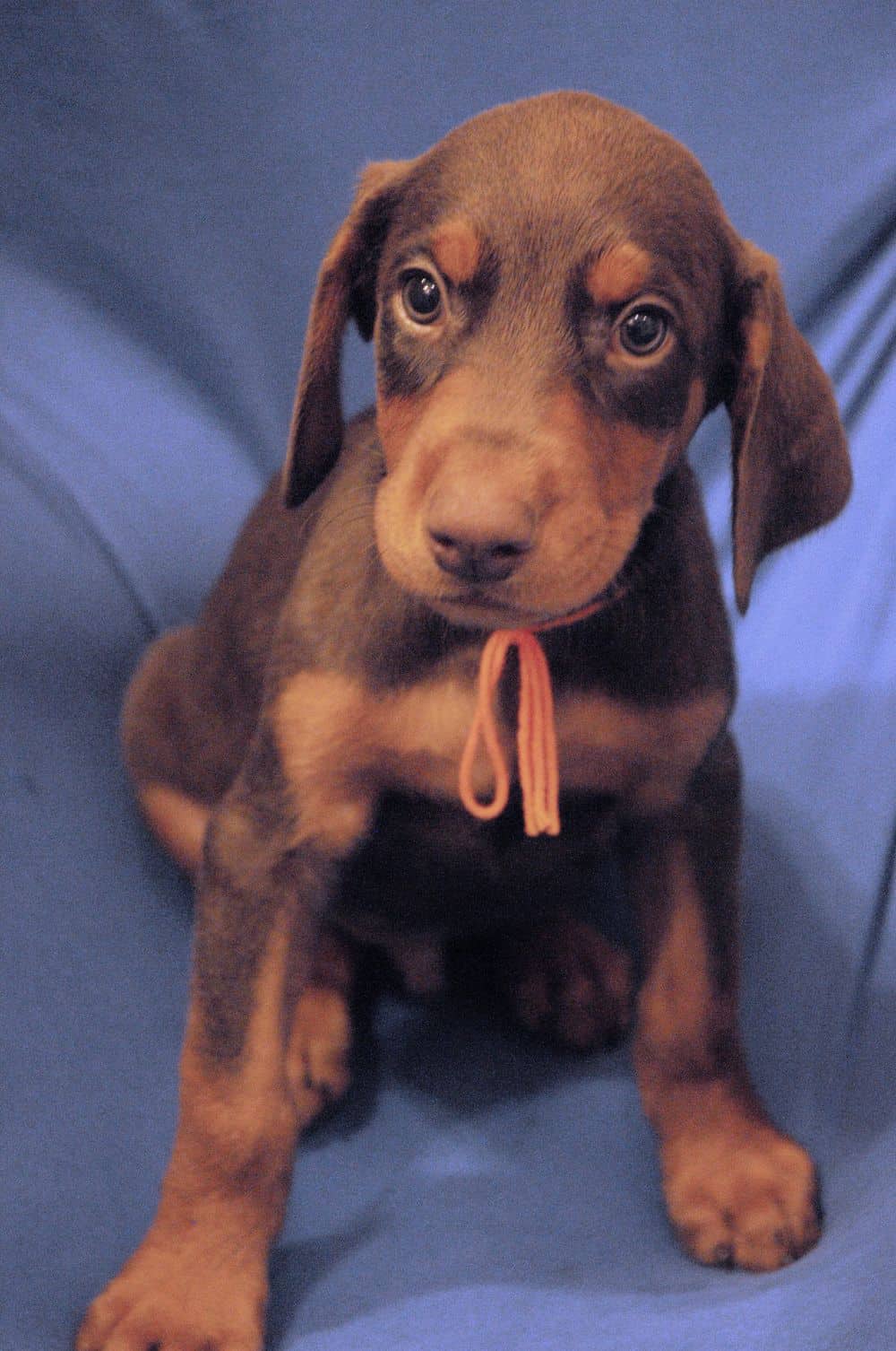 red and rust male Doberman Pinscher  puppy