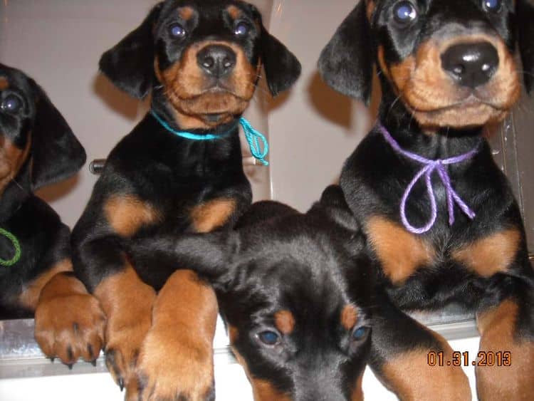 black and rust doberman puppies