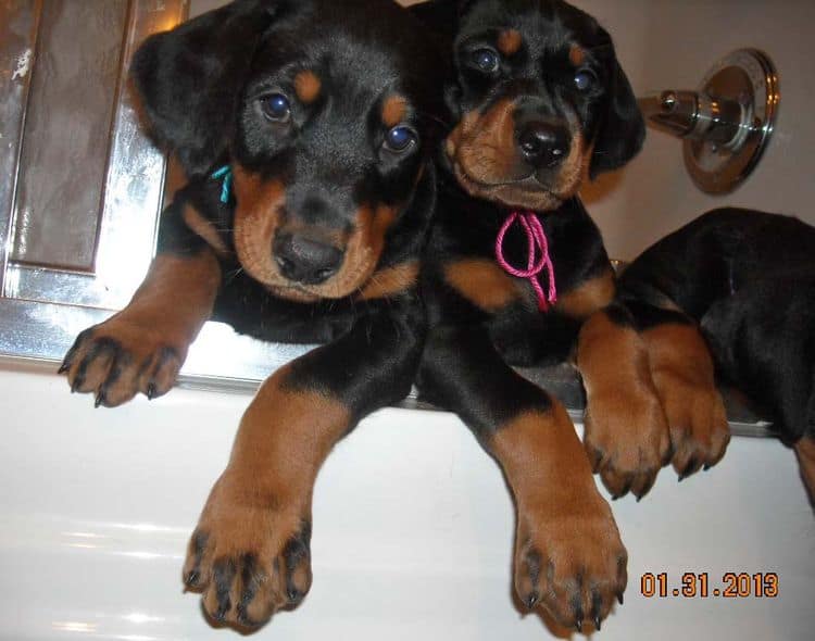 black and rust doberman puppies
