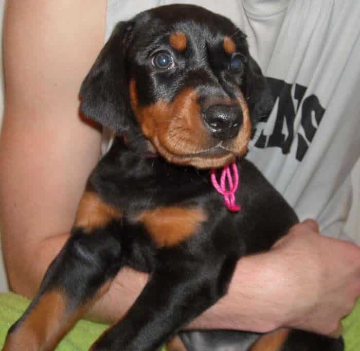 Watson's new black and rust female doberman puppy