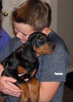 new child owner with black and rust male doberman puppy
