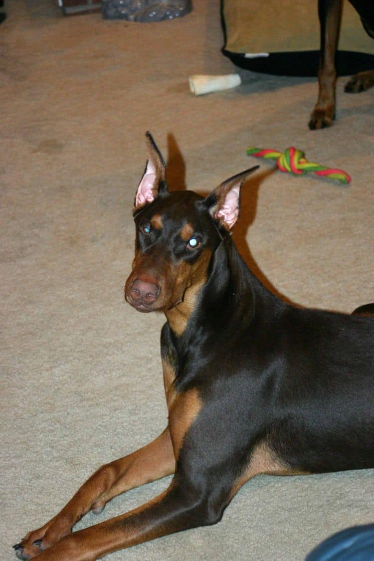 Doberman puppy