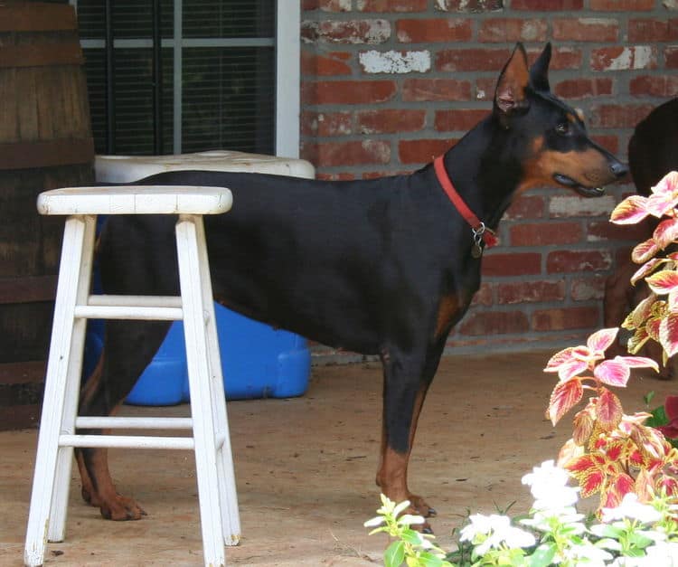 black/rust female doberman breeding dam