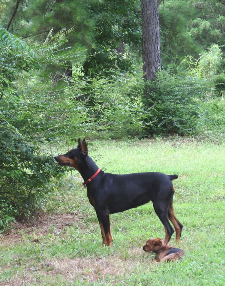 black/rust female doberman breeding dam