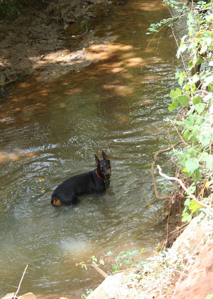 black/rust female doberman breeding dam