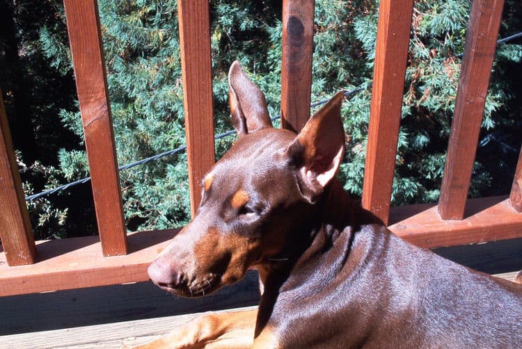 dobe puppy