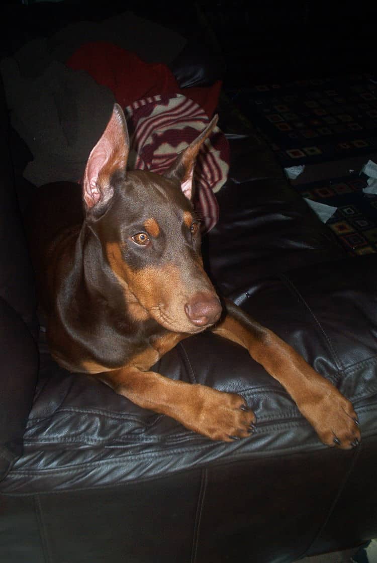 dobie pup