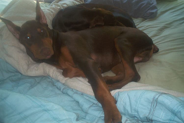 doberman pup