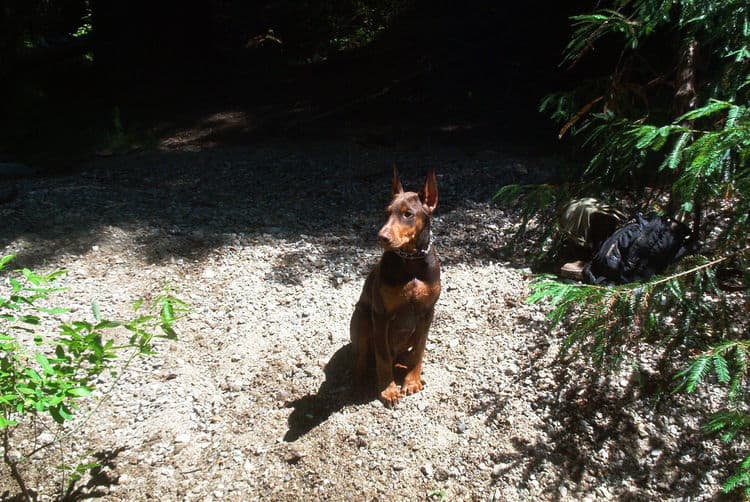 dobie pup