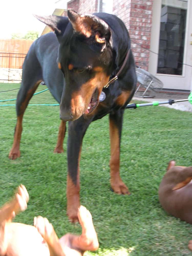 black and rust Doberman Pinscher