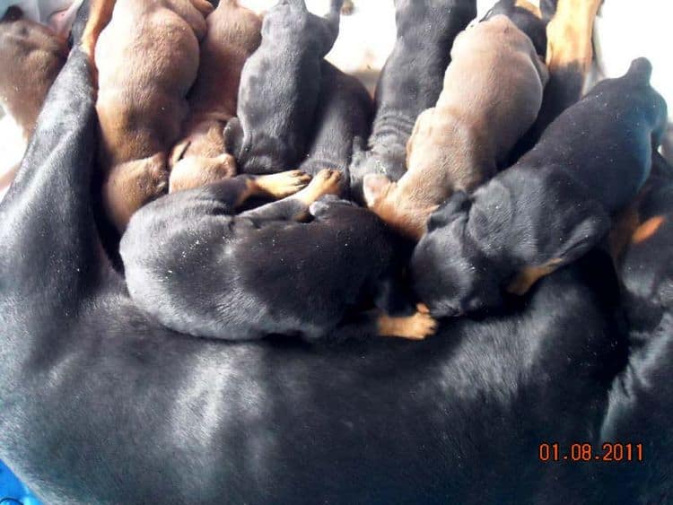 4 week old doberman pups black and rust, red and rust