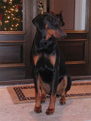 Doberman Pinscher