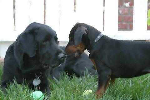 Doberman pup playing