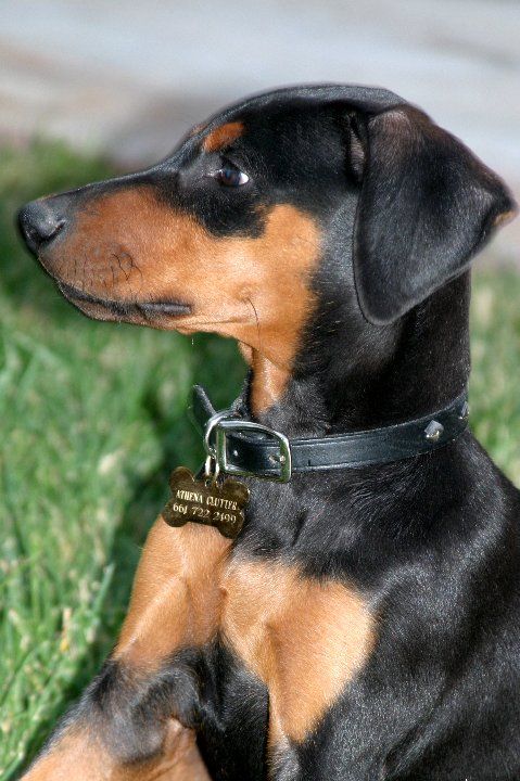 Doberman pinscher puppy