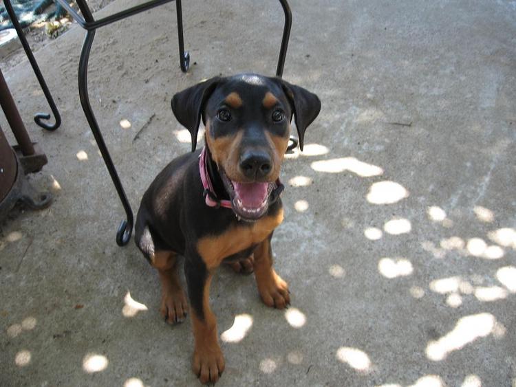 Doberman Pinscher puppy