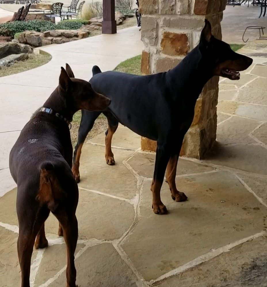 doberman parents red and rust female black and rust male