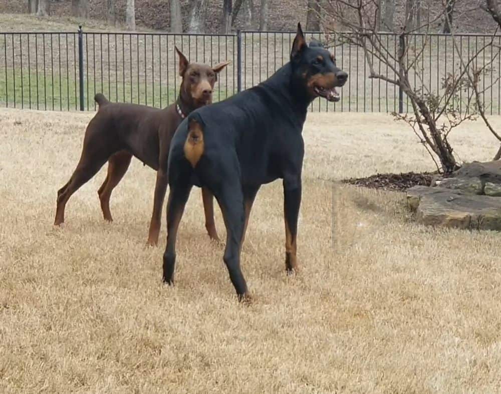 doberman parents red and rust female black and rust male