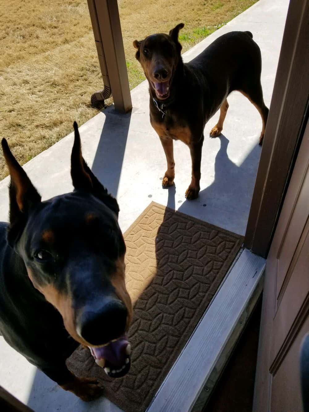 dobermans red and rust female black and rust male
