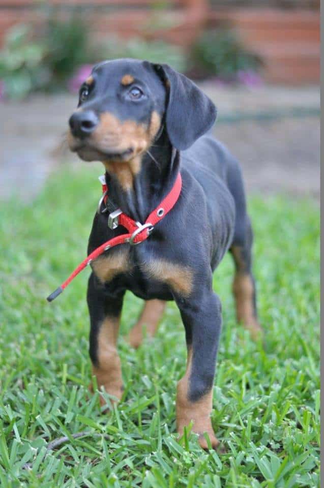 doberman black and rust male puppy