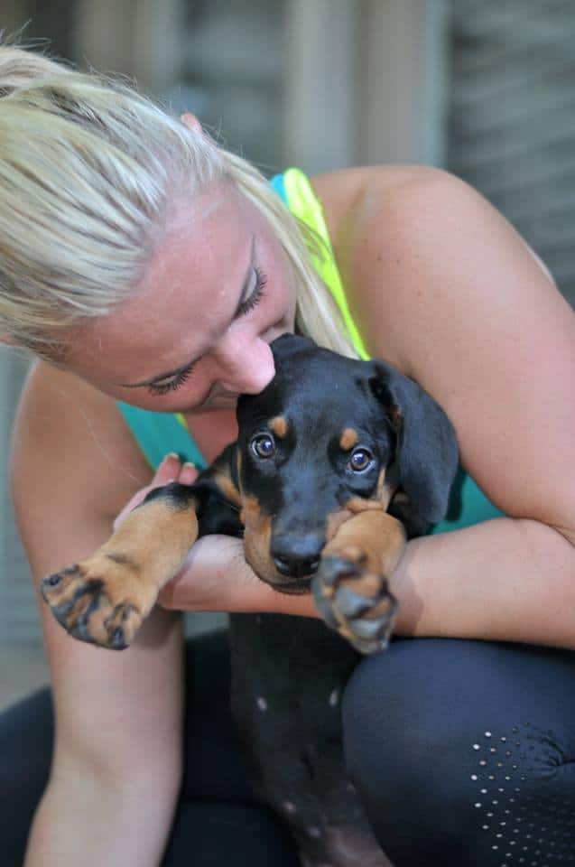 doberman black and rust male puppy