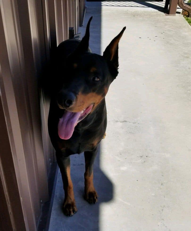 doberman black and rust male sire