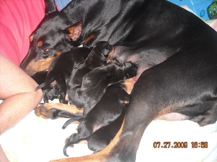 day old dobe puppies