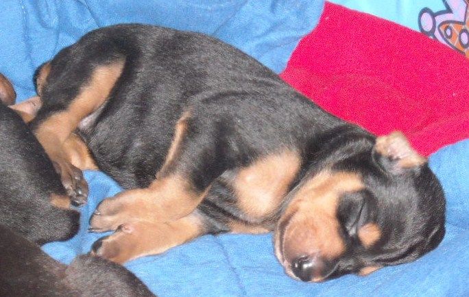 doberman pups at 2 weeks old