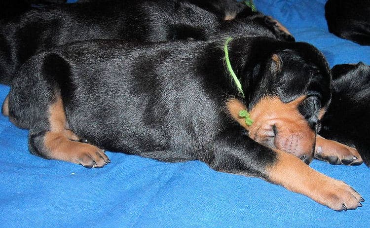 black and rust male doberman puppy
