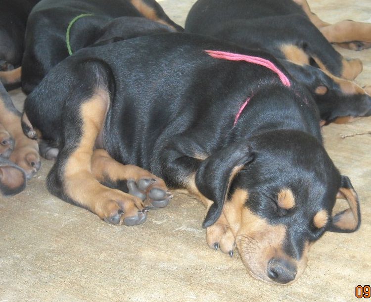 6 week old doberman puppy pictures