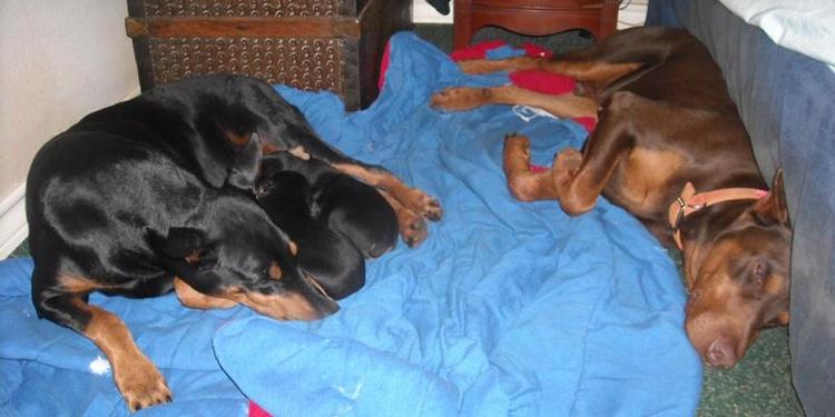 Doberman sire and dam resting with litter of pups