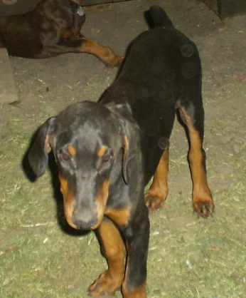 Doberman puppy