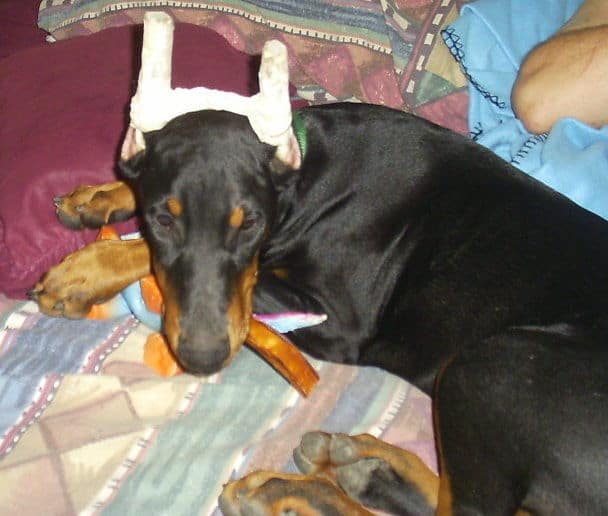 doberman puppie