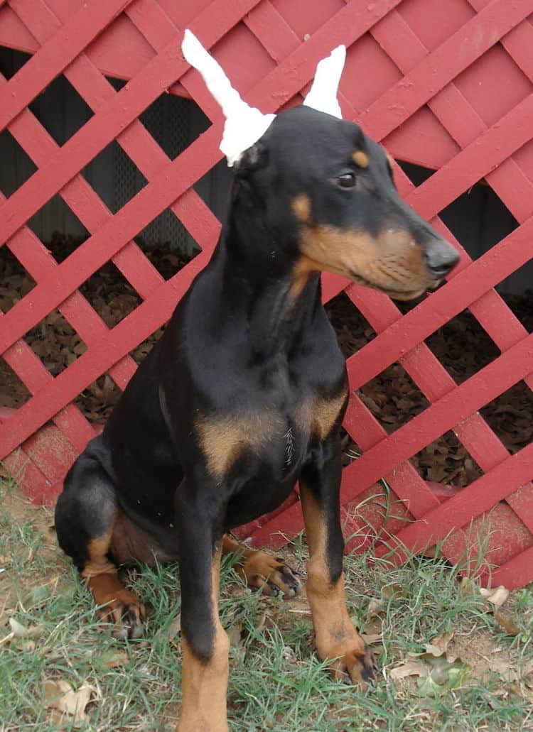 Doberman puppie