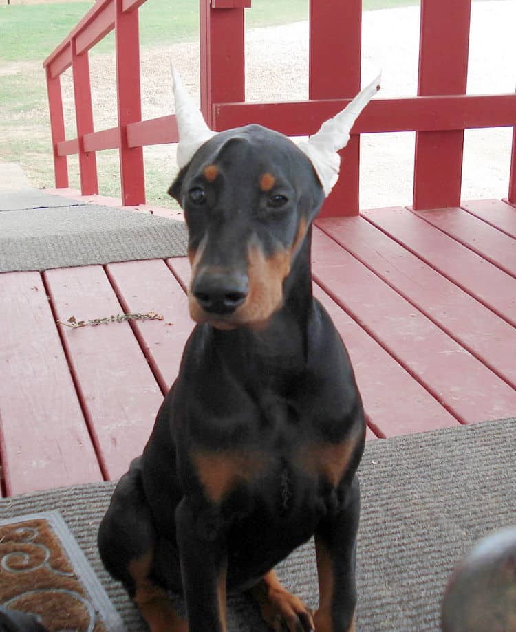 Doberman puppie