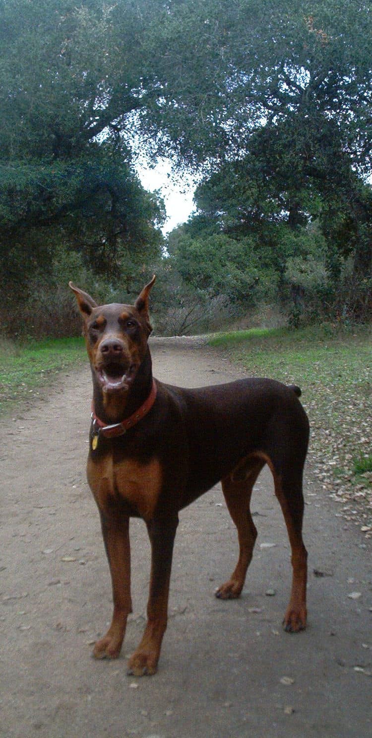 Red best sale rust doberman