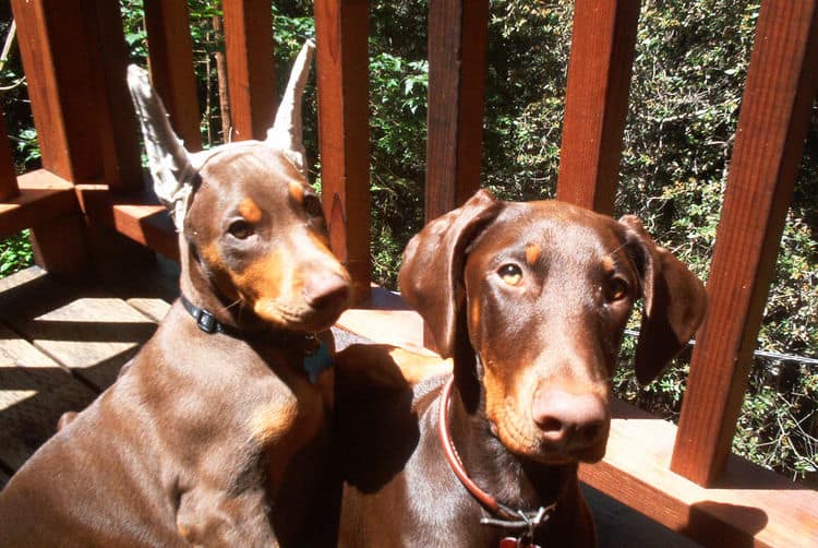 Doberman Pinschers