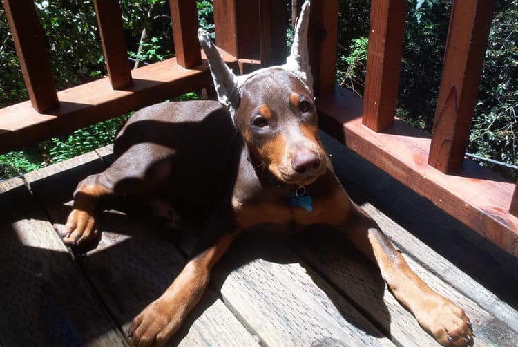 Doberman Pinschers